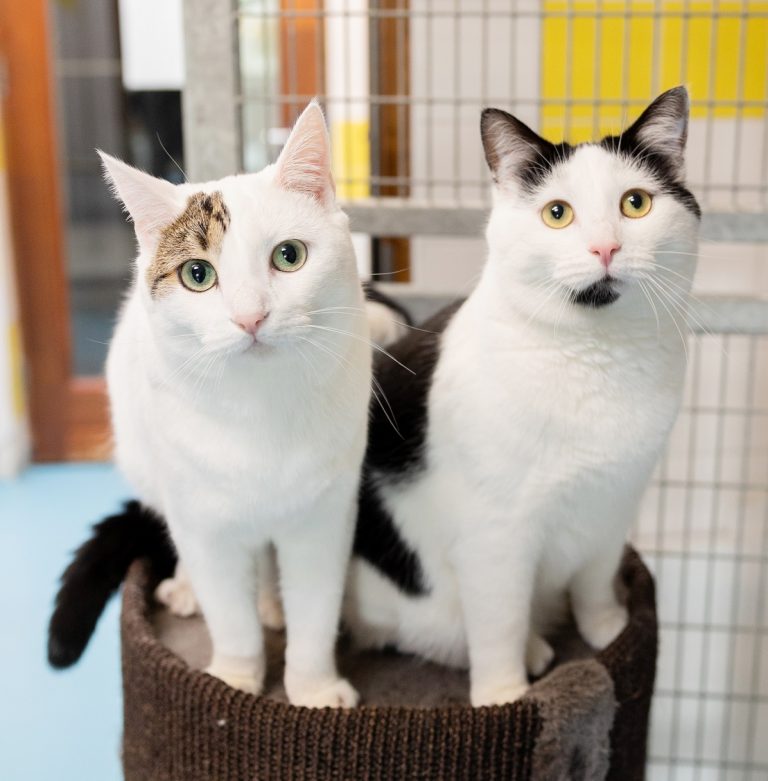 Katten in kattenpension Amsterdam