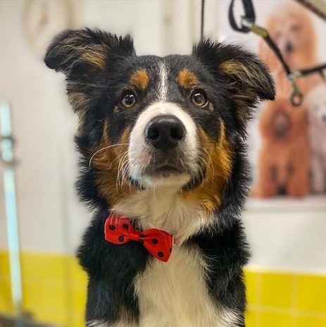 Hond bij hondentrimsalon