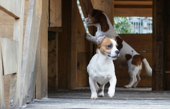 honden hondenpension