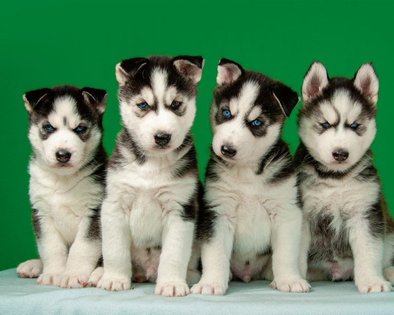 Huskies