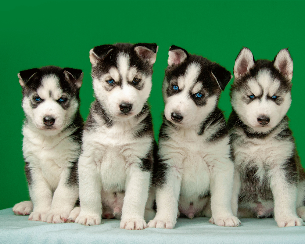 honden van DOA - dierenasiel Nederland