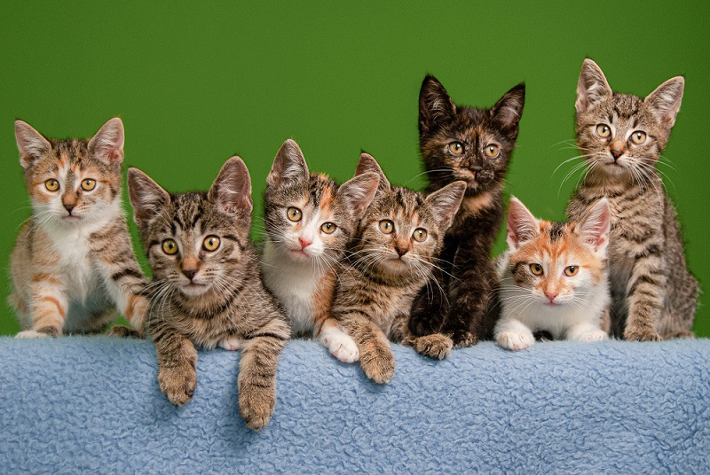 Katten in DOA - dierenasiel Amsterdam
