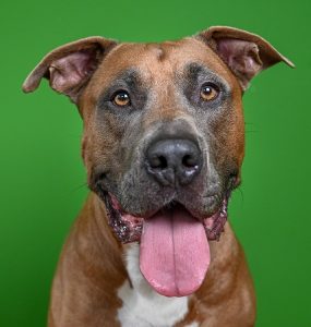Maak afspraak dier adopteren hond