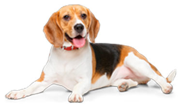 DOA dierenpension voor honden - hondenpension