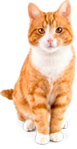 DOA dierenpension voor katten - kattenpension