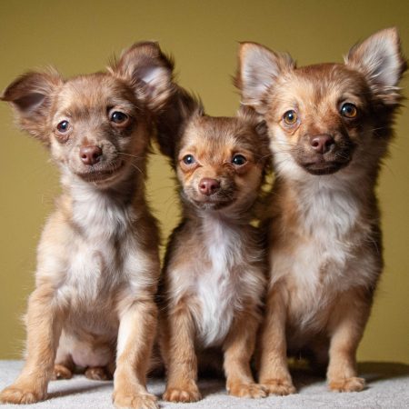 Chihuahua s campagne NvG – 20220301 – 225-42 Chihuahua s campagne NvG - 20220301 - 225-42
