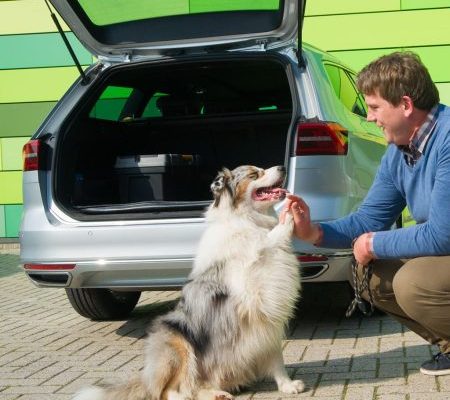 DOA opvang voor honden
