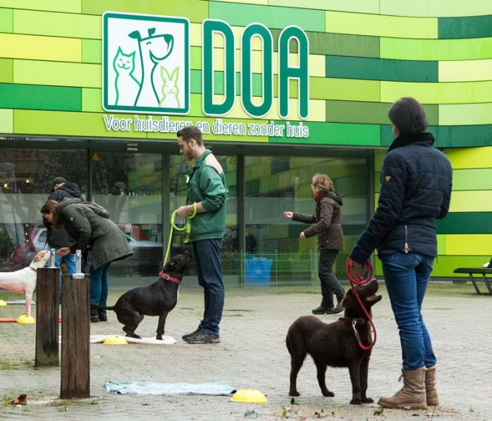 kynologisch instructeur geeft les aan asielhonden met vrijwilligers