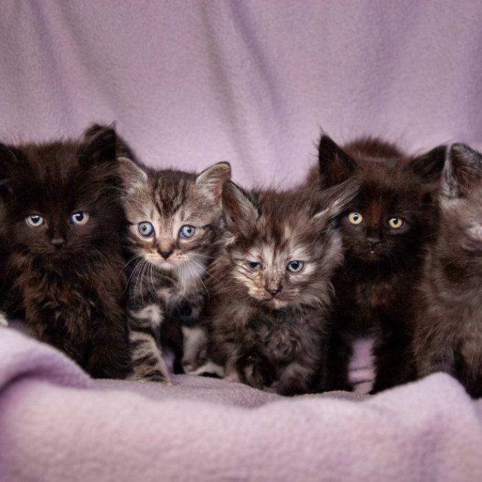 kittens NvG - 20210306 - 109-20-bewerkt