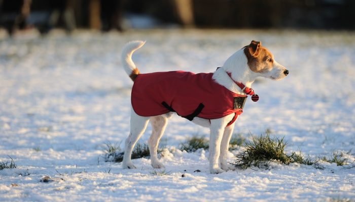 Parson,Jack,Russell,In,Bright,Red,Winter,Coat,Looking,Into